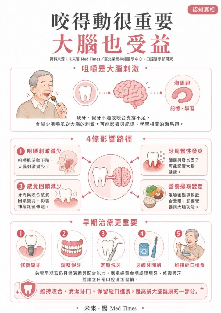 咀嚼刺激減少、牙周慢性發炎、感覺回饋下降與營養攝取變差可能影響海馬迴與大腦健康
